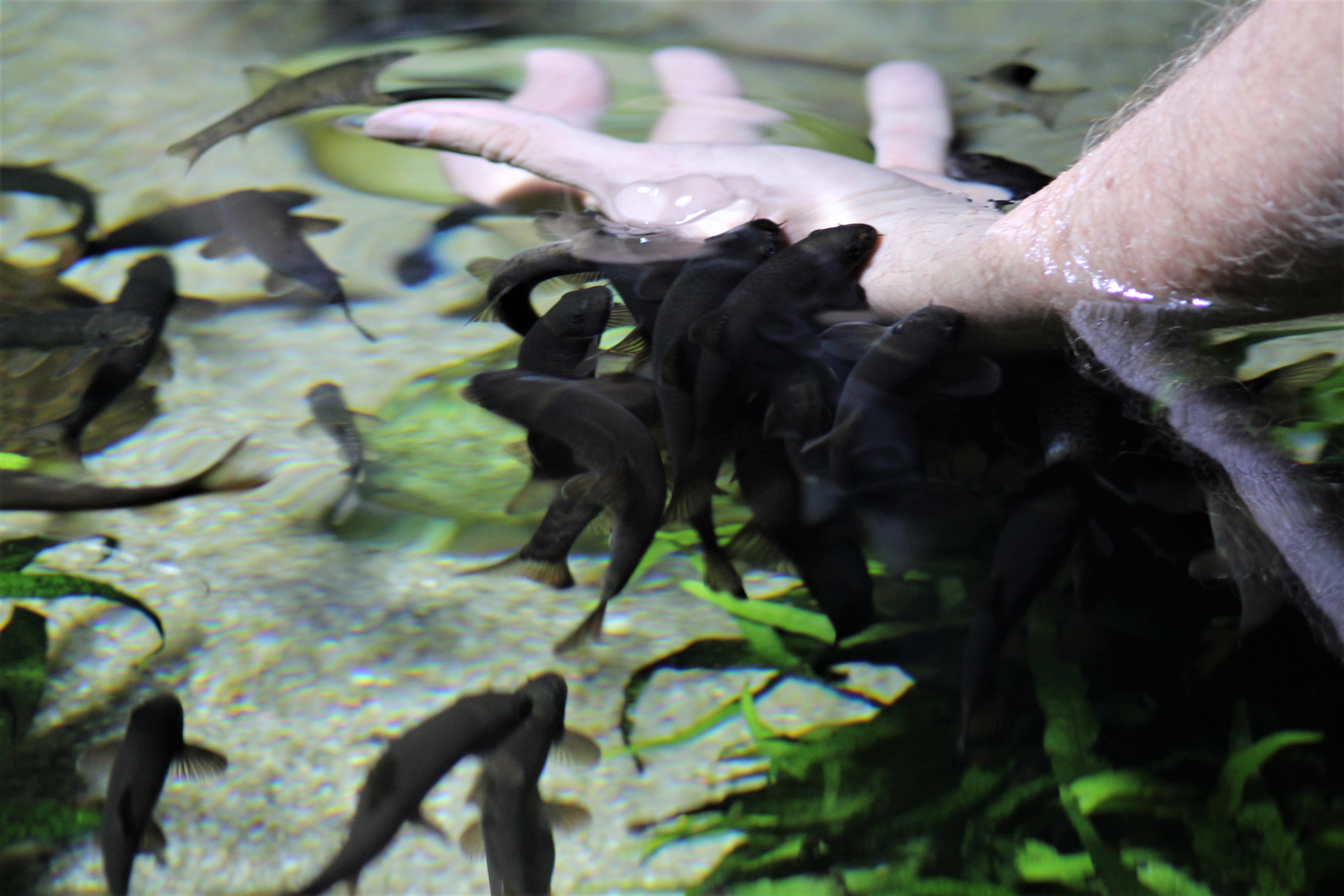 Fiskar som äter på händerna