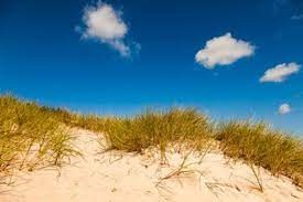 Sommarbild