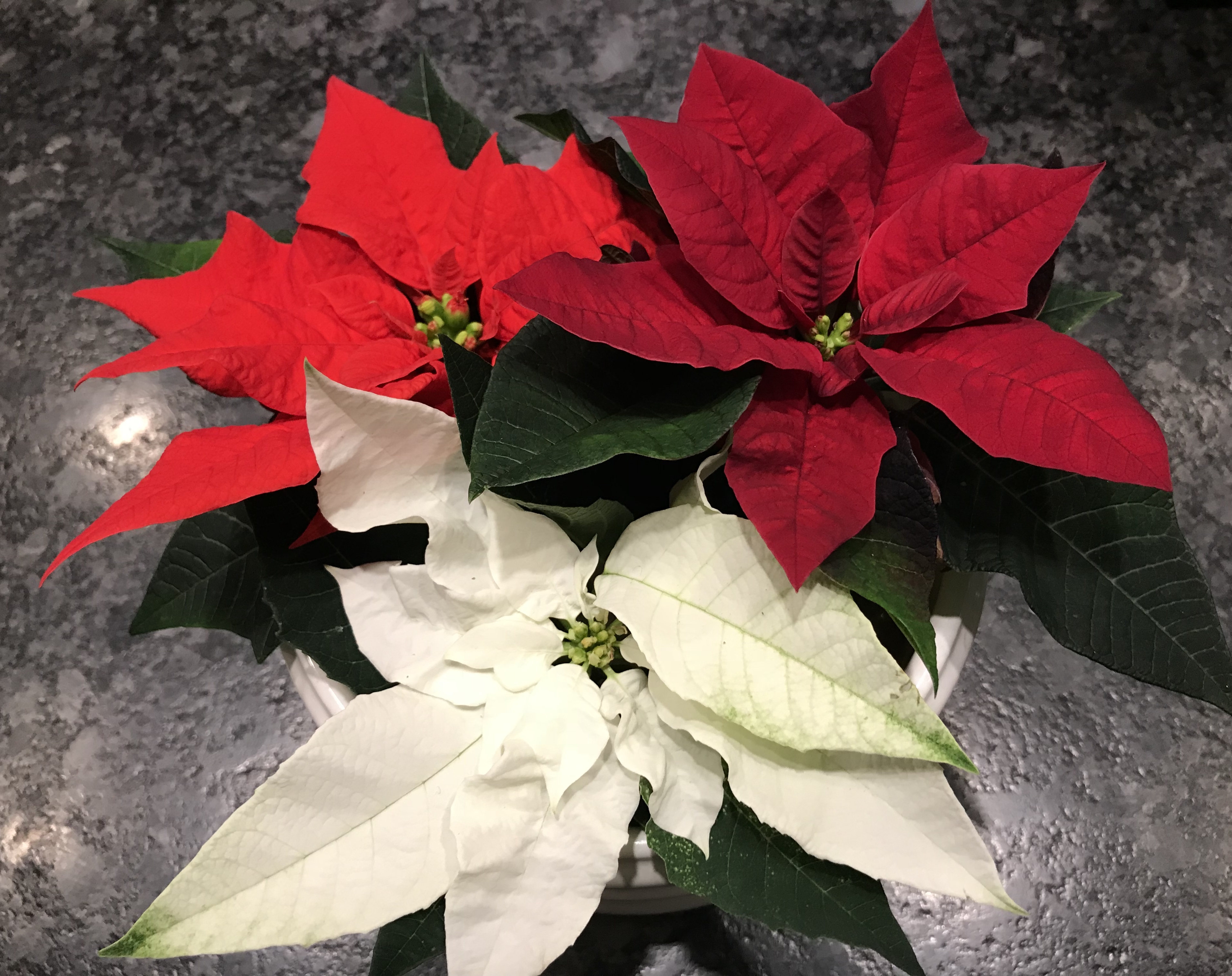 julstjarnor