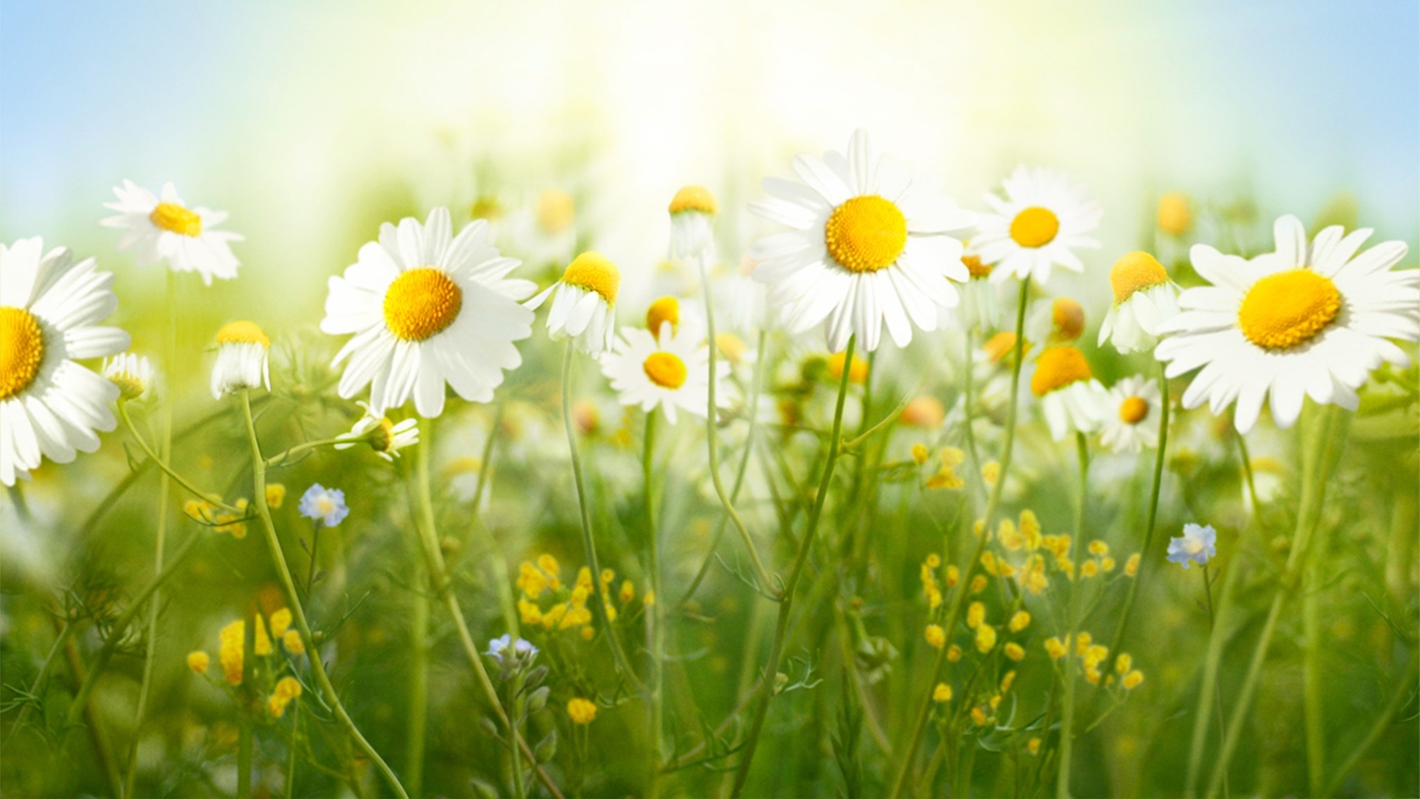 sommar-i-p1