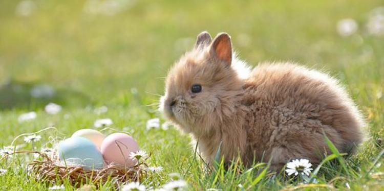 easter-bunny