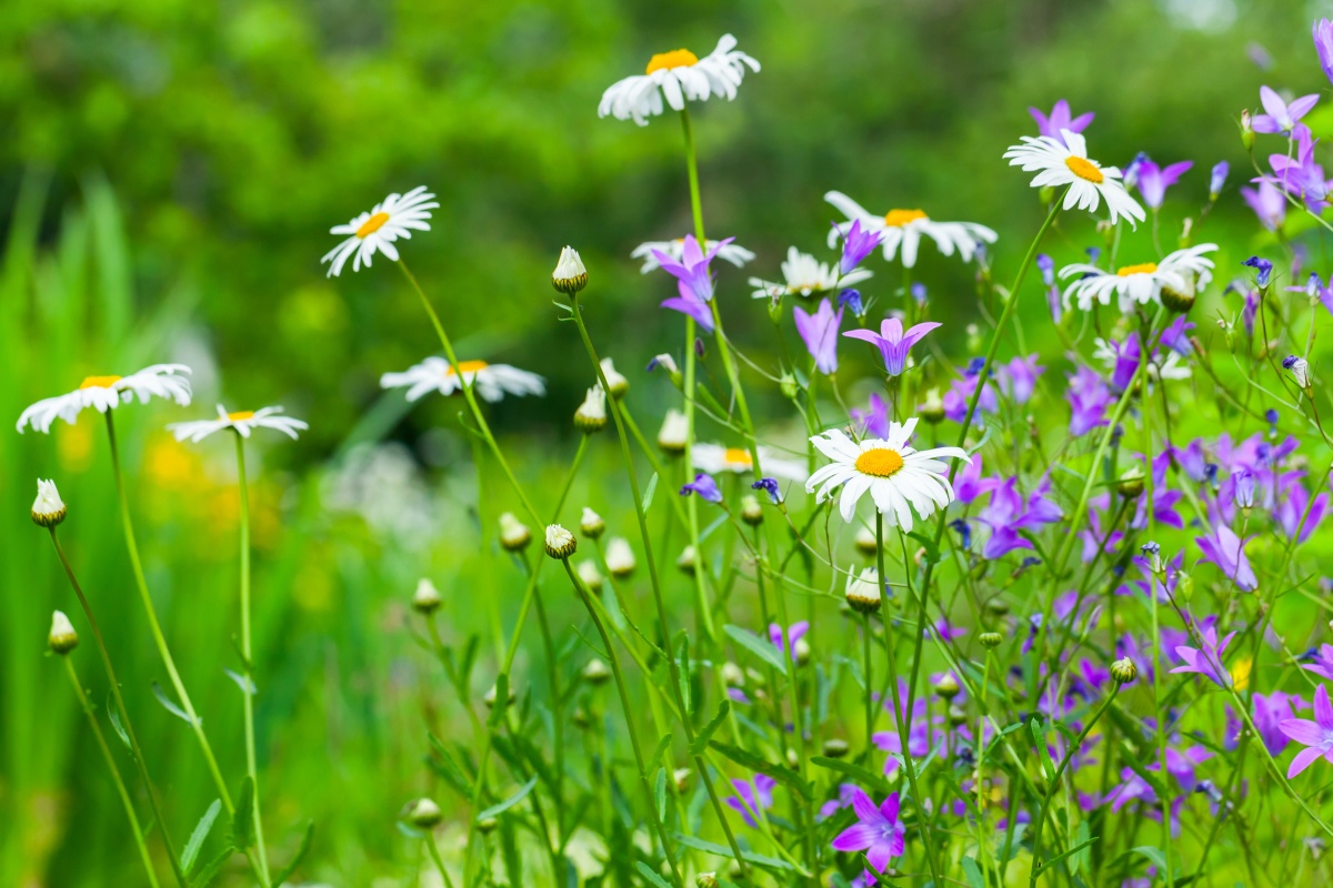 sommarblommor