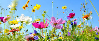 blommor