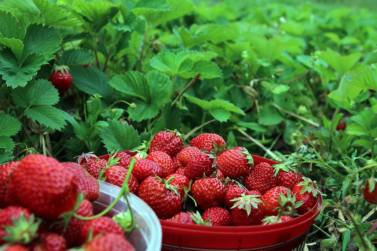 strawberries