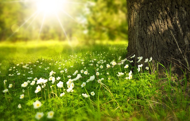 flowers-g4a3a1176b_640