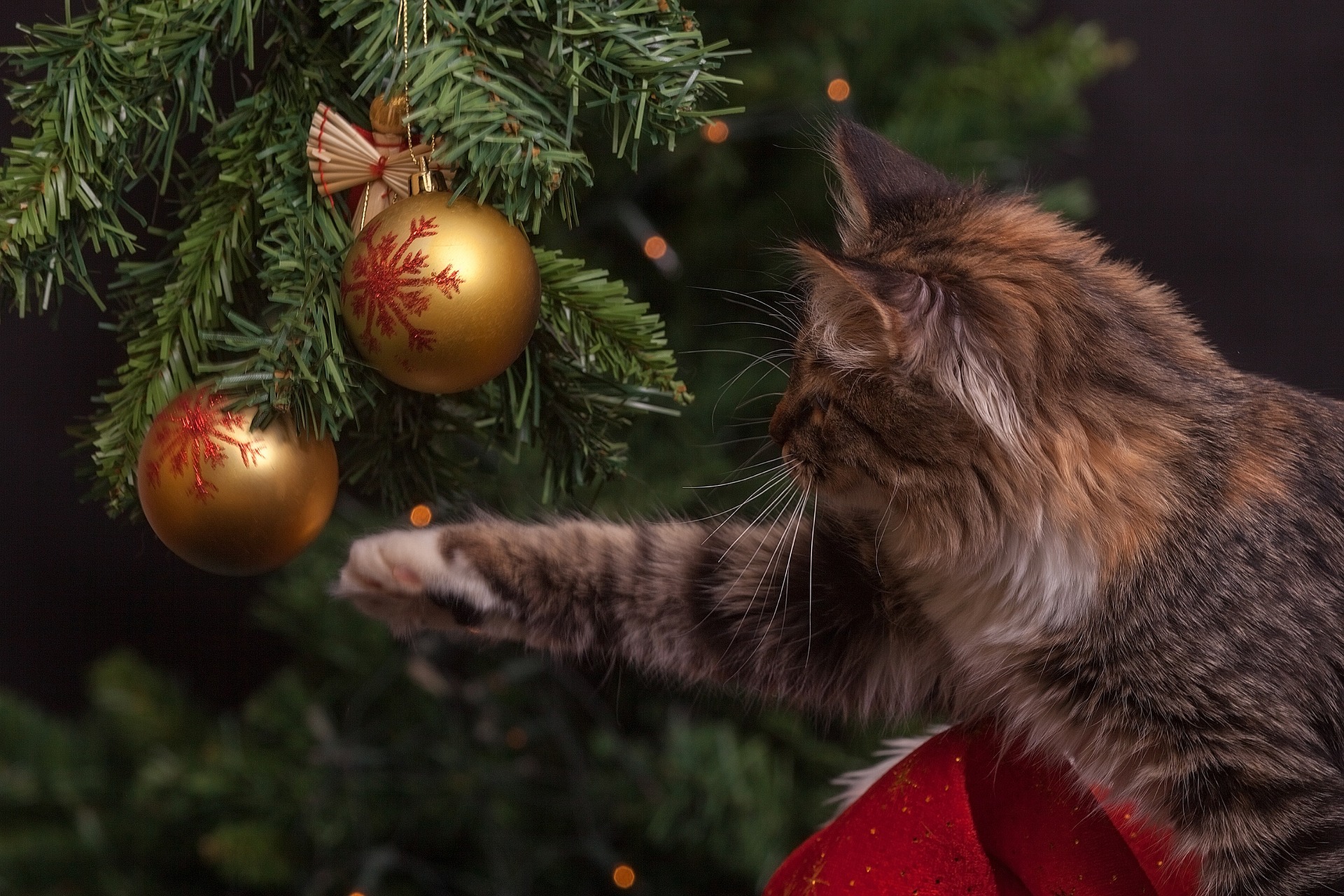 katt och julgran