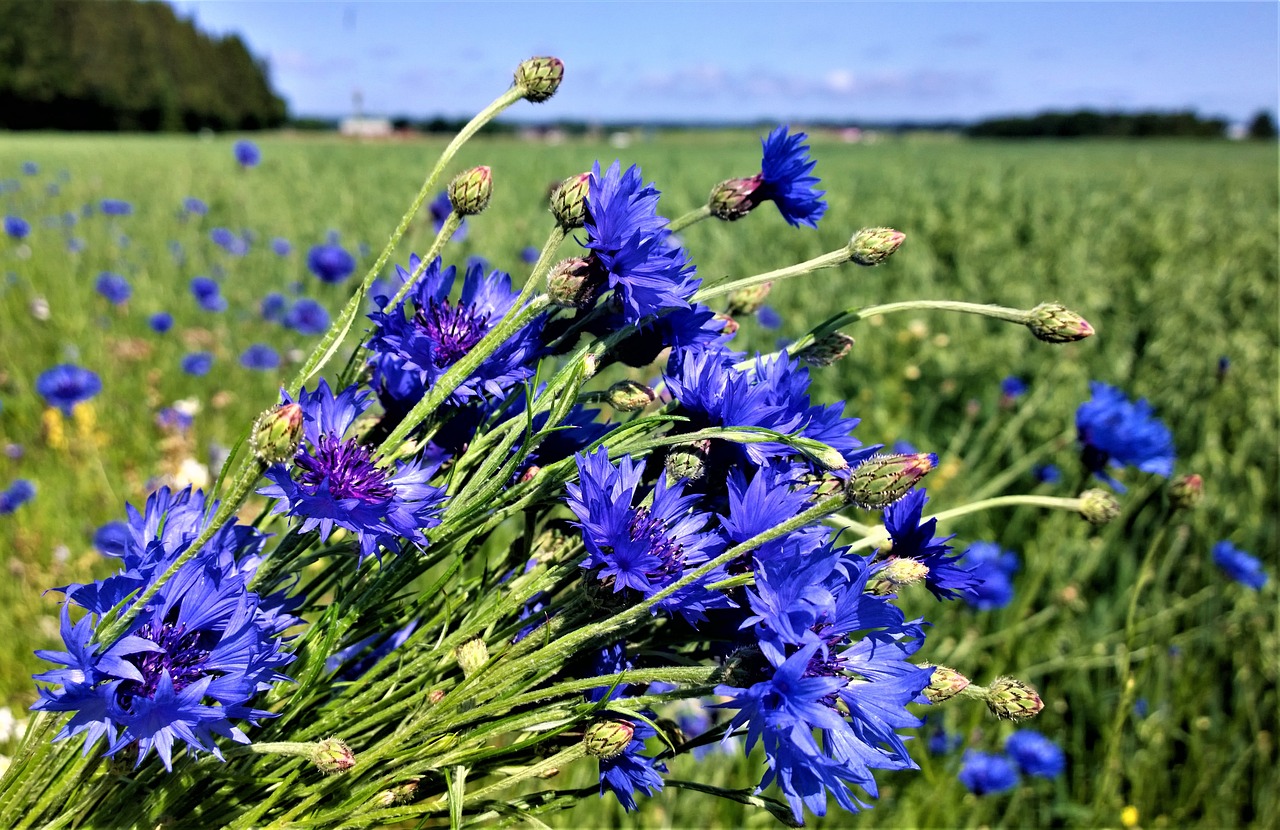 blommor