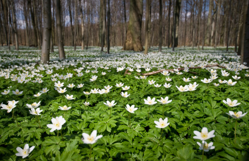 istockphoto-173013627-170667a