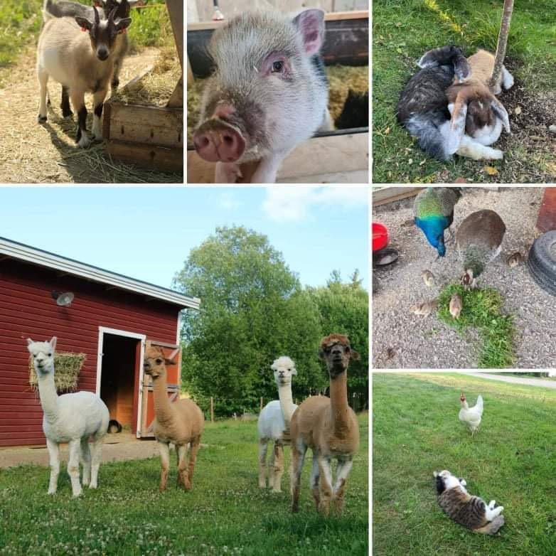 Stall Klockartorp