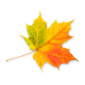 hostlov_1275956_leaf